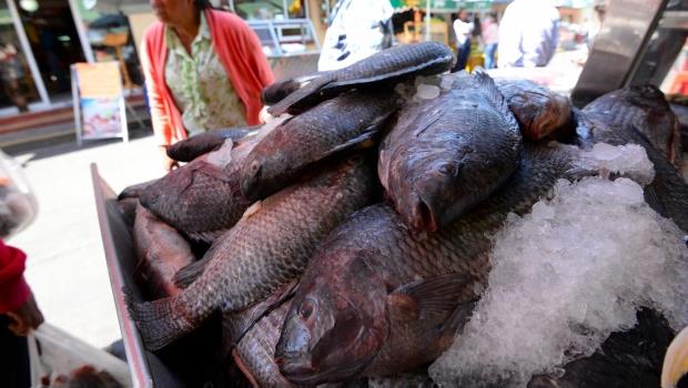 Advierten sobre el consumo de mariscos y pescados crudos