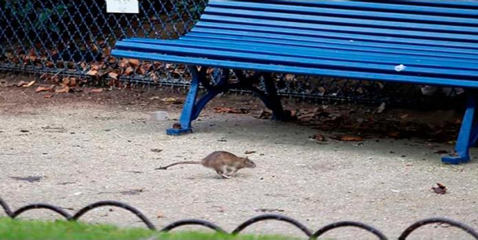 Cierran plazas de París por plaga de ratas