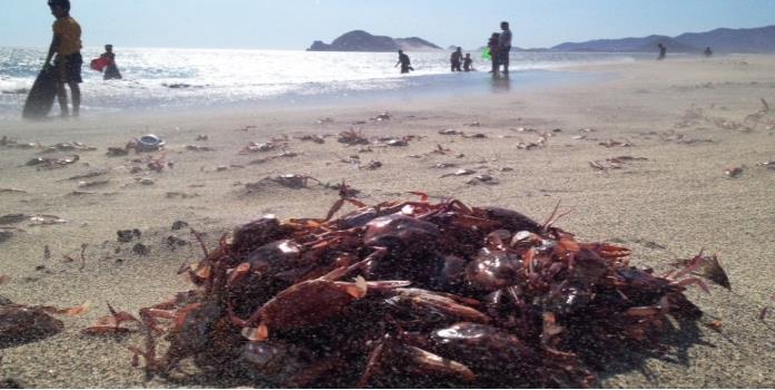 Aparecen miles de jaibas muertas en Salina Cruz