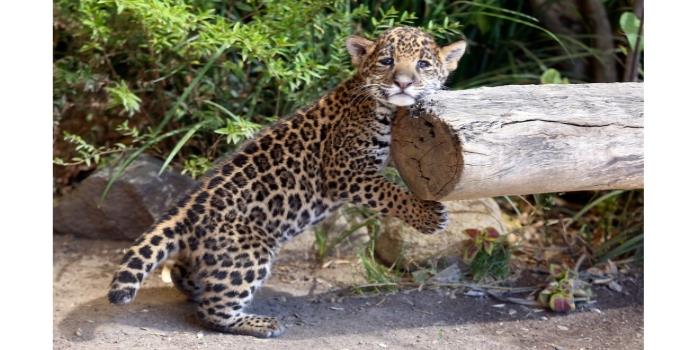 El jaguar está en mayor peligro de extinción de lo que se pensaba, alerta la UNAM
