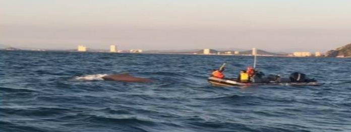 Rescatan a ballena en Mazatlán que permanecía atada a una cuerda, presentaba desnutrición
