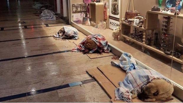 Viralizan foto de perros refugiados del frío en centro comercial