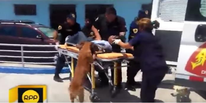 VIDEO: Perros acompañan a su dueño herido hasta el hospital y le salvan la vida