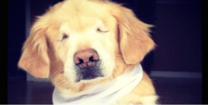 Muere Smiley, el perro terapeuta de niños que nació sin ojos