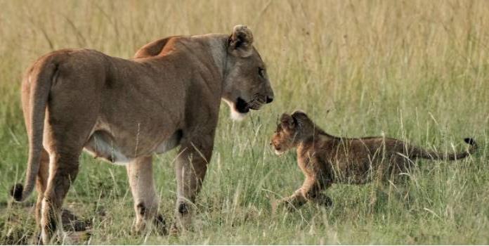 Cazador furtivo muere devorado por leones en Sudáfrica