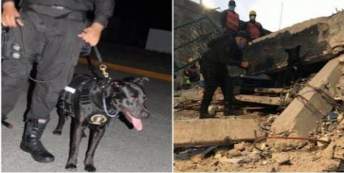 Él es Manolo, el perro callejero que ha salvado vidas tras el sismo