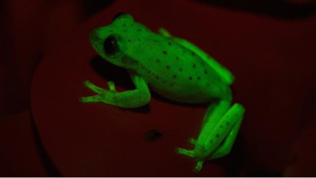 Encuentran a la primera rana fluorescente de la historia