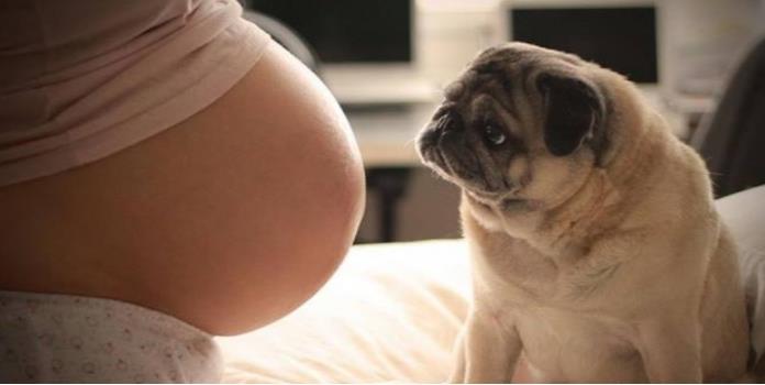 Tu perro podría detectar si estás embarazada