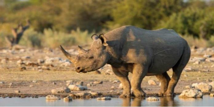 Rinoceronte busca pareja en Tinder para salvar su especie