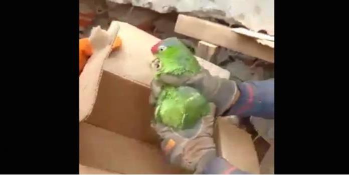 VIDEO: Salvan a Lucas, el loro atrapado entre los escombros