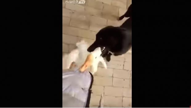 Este perro salvó a su dueño de un ganso furioso (VIDEO)