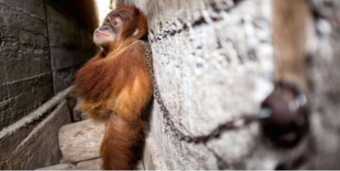 Este orangután estuvo encadenado entre 2 casas por más de un año