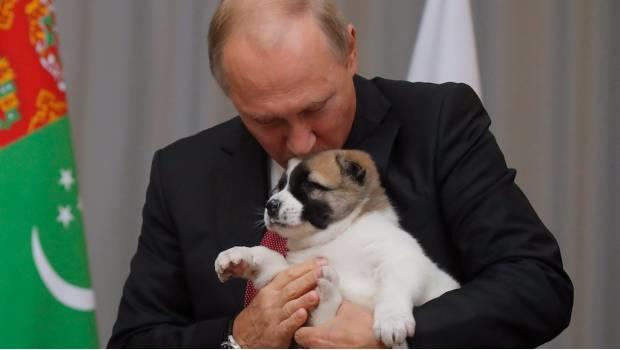 Vladimir Putin celebra cumpleaños 65 con un cachorro