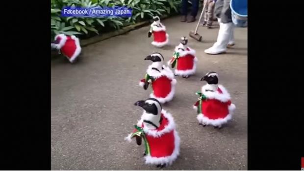 Pingüinos disfrazados de Santa Claus, una explosión de ternura