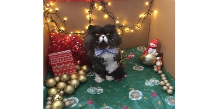 De esta manera los gatos de Instagram celebran Navidad