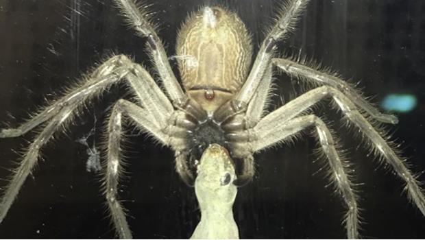 Araña gigante devora a lagartija (VIDEO)