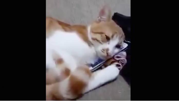 Gato intenta abrazar la imagen de su dueña fallecida