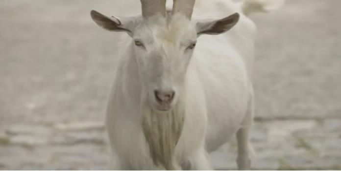 VIDEO: América ya baila a la cabra; Nike lanza comercial contra el Rebaño
