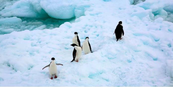 Hoy es el Día mundial del Pingüino, ¿sabes por qué?