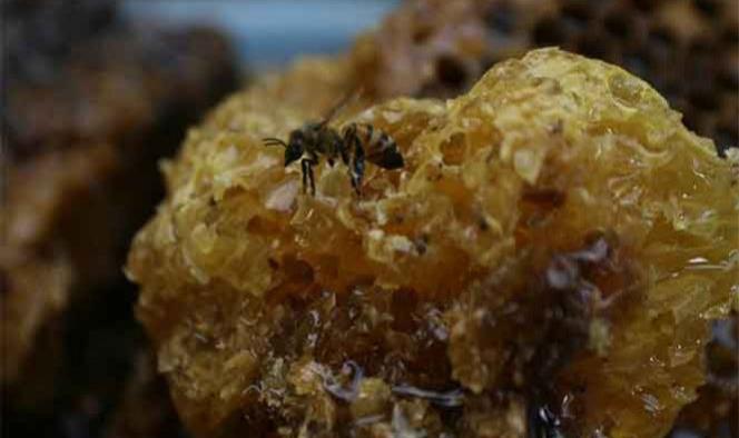 ¡Cuidado! La miel de abeja podría ser nociva para tu salud