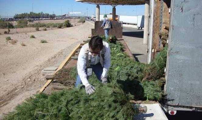 Profepa inspeccionará árboles de Navidad que ingresen a México