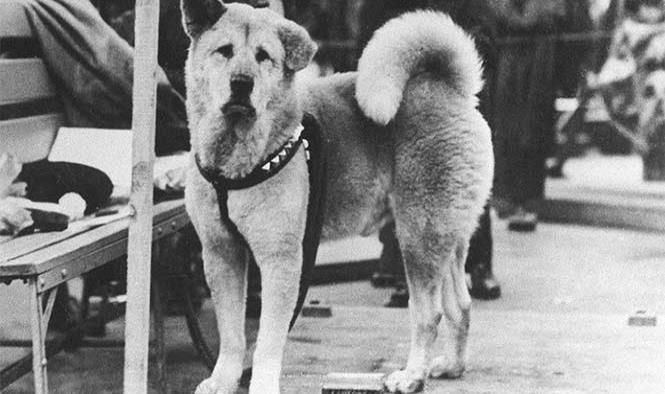 Hachiko, el perro que enseñó al mundo el significado de la lealtad