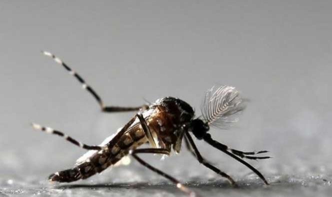 Los mosquitos pueden infectar a humanos de zika y chikungunya a la vez