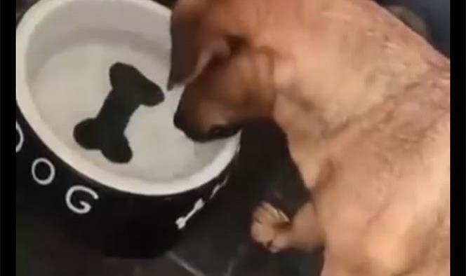 Video: Perro intenta comerse hueso pintado en su plato
