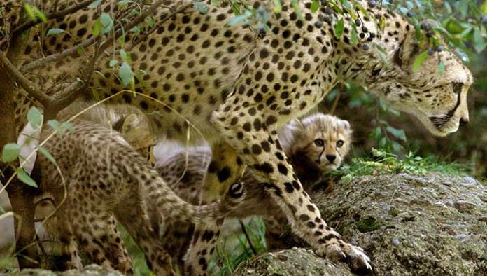El guepardo va que vuela a su extinción; quedan 7 mil ejemplares