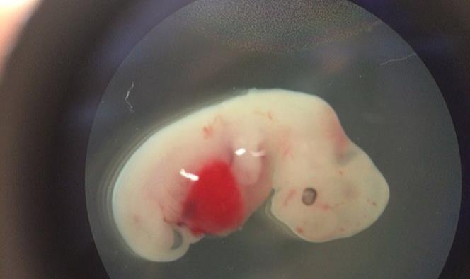 Logran cultivar células humanas en embriones de cerdos