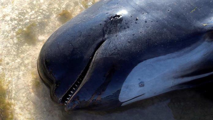 Hallan muertas a 300 ballenas piloto en Nueva Zelanda