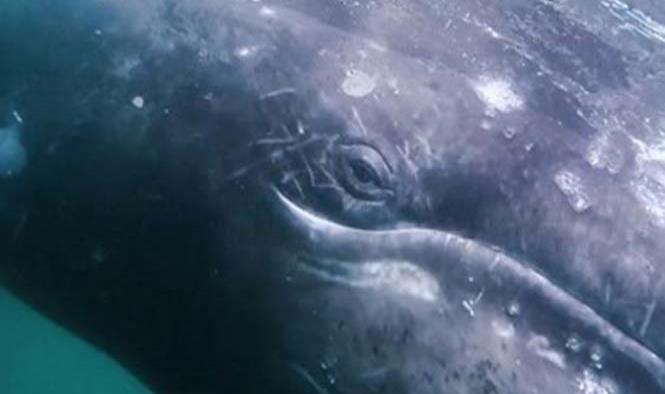 ‘La Niña’ provoca que ballena gris viaje al sur en busca de calor: científicos