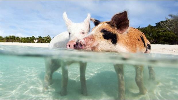 Turistas ofrecen alcohol a cerdos nadadores; matan a 7