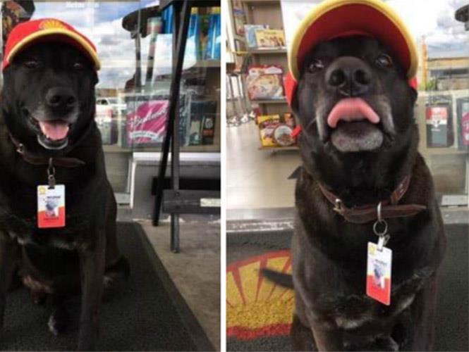 Perrito abandonado consigue trabajo en gasolinera