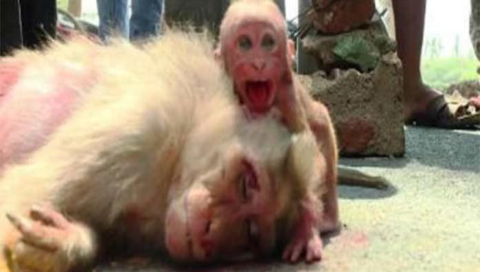 VÍDEO: Mono bebé llora ante su madre atropellada