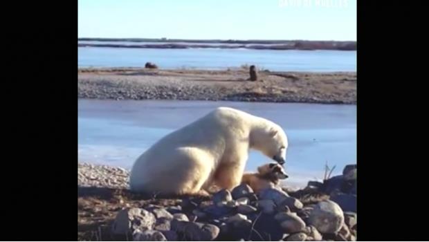 Este oso polar acariciando a un perro es lo más dulce del día (VIDEO)