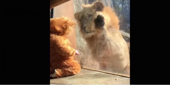El tierno encuentro entre un león y un bebé disfrazado de cachorro (VIDEO)