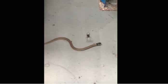 VIDEO: Araña acorrala a serpiente venenosa y termina con ella