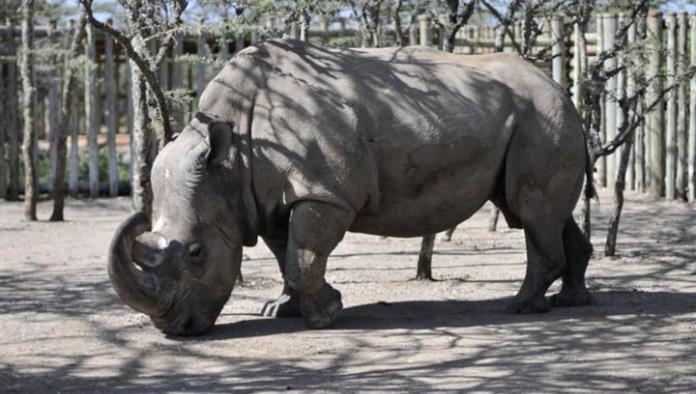 El último rinoceronte blanco del norte busca pareja en Tinder