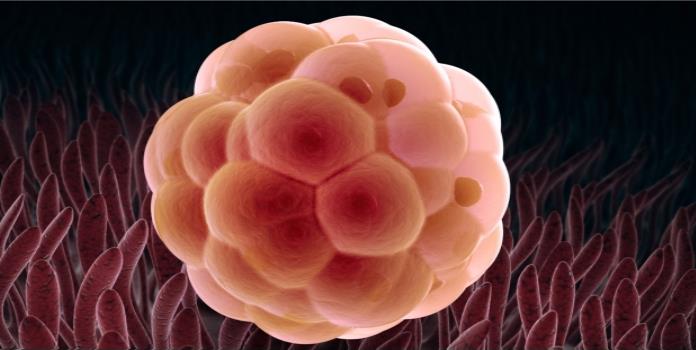 Científicos desarrollan embrión de humano-cerdo
