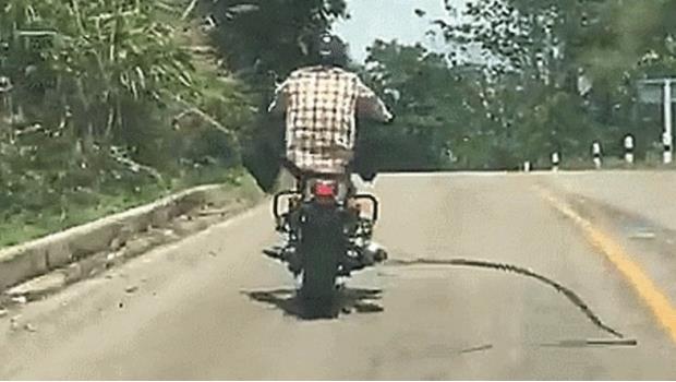 Serpiente ataca a motociclista en plena carretera (VIDEO)