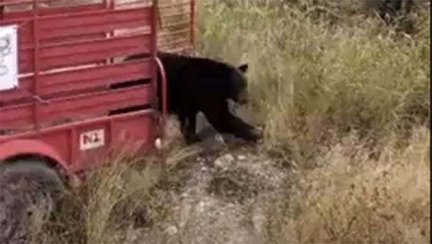 Liberan en Rayones a oso rescatado en Monterrey