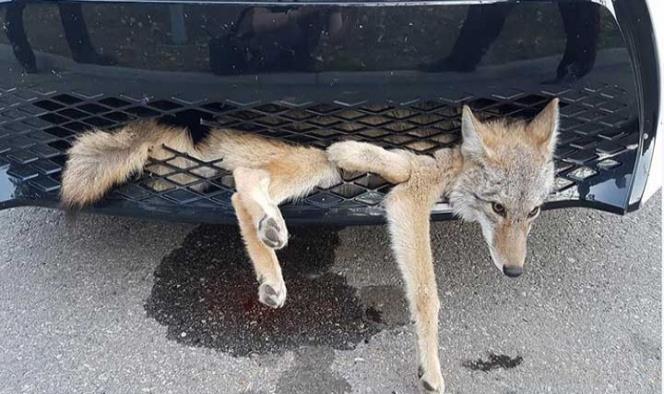 Viaja coyote en parrilla de coche y sobrevive