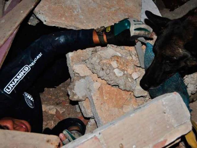 Héroes caninos de la UNAM han rescatado a seis personas
