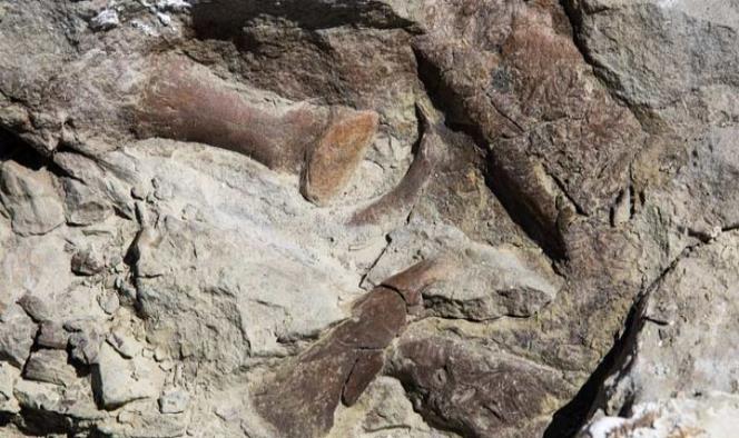 Un esqueleto casi completo de tiranosuario aparece en Utah