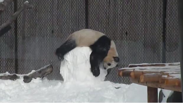 Adorable: Todos queremos jugar con este panda (VIDEO)