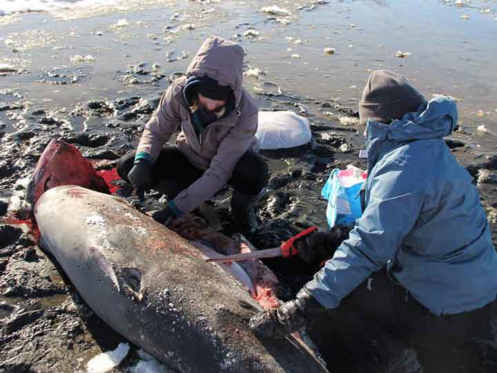 Por bajas temperaturas encuentran tiburones congelados en EU