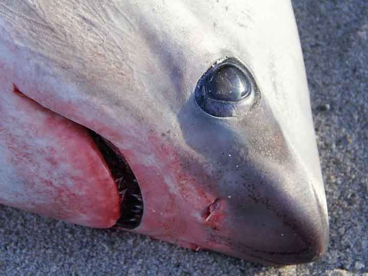 Por bajas temperaturas encuentran tiburones congelados en EU