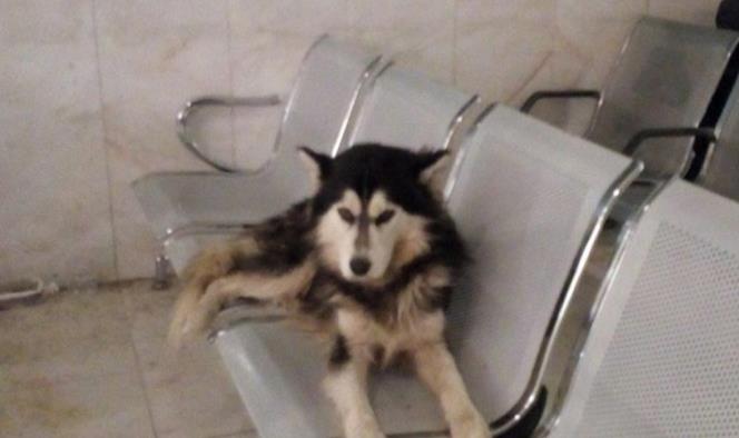 Este perro es el Hachiko mexicano; espera a su amo en un hospital
