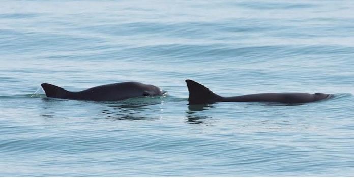 Alertan por inminente extinción de vaquita marina; sólo quedan 30